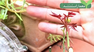 کاشت و تکثیر گل رز