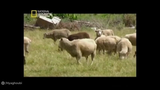 علت اینکه اسلام سگ رو نجس معرفی کرده ⁉️