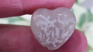 معرفی قلب شجر بهاره