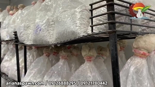 اتاق های نگهداری بذر قارچ