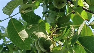 گردو ژنوتیپ آتاش