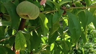 هلو انجیری پلنگی