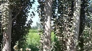 صنوبر کبوده