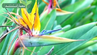 گل پرنده بهشتی