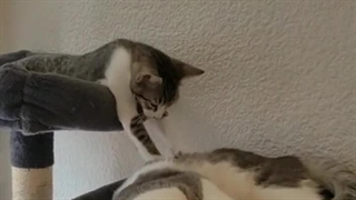 گلچین بهترین سوتی های حیوانات خانگی