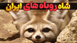 اسرار شگفت انگیز شاه روباه ایرانی