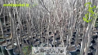 فروش ویژه درخت باران طلایی