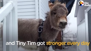 خر کوچک بامزه در خانه