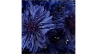 تایپ های mbti به عنوان گل