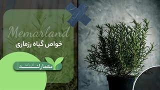 خواص رزماری