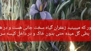 پیاز زعفران 500کیلویی