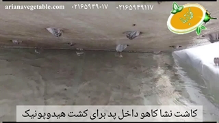 کاشت نشا کاهو داخل پد برای کشت هیدرو پونیک