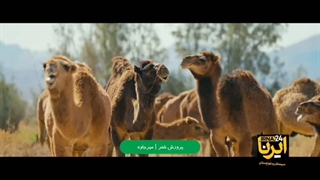 پرورش شتر در سیستان و بلوچستان؛ گنجی در دل کویر