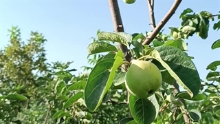 به پوست قرمز آمریکایی