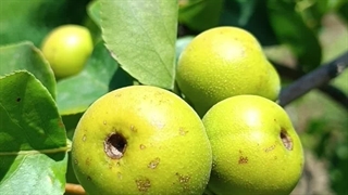 گلابی چینی پرتقالی