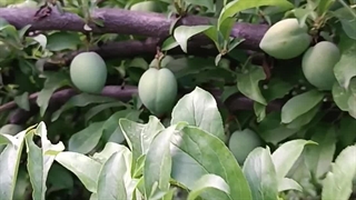 آلو شابلون شرابی