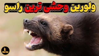 ولورین یا دله وحشی ترین راسوی جهان