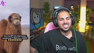 خر هندوانه خور (پوتک)