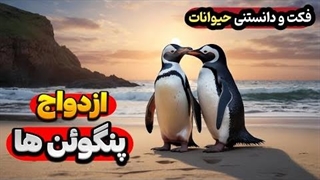 10 فکت شگفت‌انگیز درباره حیوانات: از ازدواج پنگوئن ها تا مغز میگو