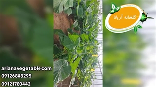 کشت خیار درختی