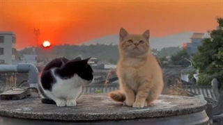 این دوتا بچه گربه ی کیوتو ببینین آخهههه:غشششششش: