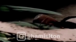 عنکبوت سلام رسان به خارمادر