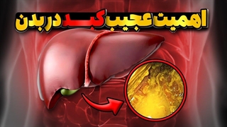 اهمیت بالا کبد در بدن / کبد،زندگی ساز و پاک کننده آلودگی ها