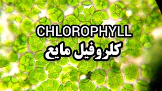 کلروفیل مایع چیست؟ هشدار مصرف کلروفیل مایع