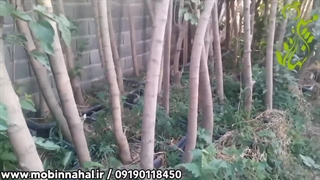 نهال توت سفید