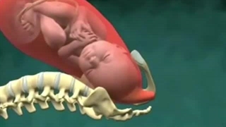 دکتر توانا؛ سونوگرافیست بندرعباس