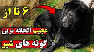 عجیب ترین نژادهای شیر که تصاویرشان از همه جا حذف شد