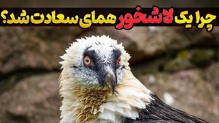 چگونه یک لاشخور، همای سعادت شد؟