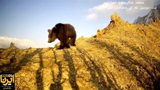 پلنگ ایرانی در زیست‌بوم سوادکوه (فیلم)