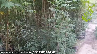 نهال زیتون تلخ :سایت مبین نهال