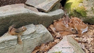 ملاقات بچه آهو  تنها بدون مادر با سنجاب