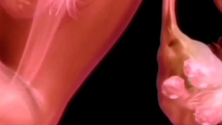 بارداری به روش آی وی اف(ivf)