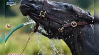 گرمازدگی در اسب و راه درمان