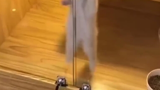 شما رو تنها میزارم با یه گربه ENFP