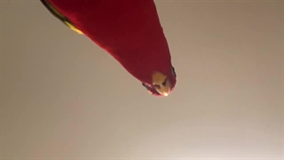 طوطی هستم ^^