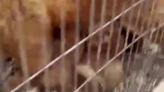 پت شاپ کیانا