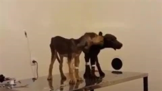 کلینیک پارسه ساری