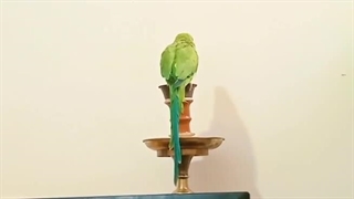 مکالمه عربی، رافع آدم الهاشمی، دختر عزیزم در شهربازی اش است