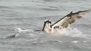 مهارت شاهین دریایی در شکار ماهی(فیلم)