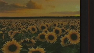 موزیک ویدیو SUNSHINE به نام SO WHY منتشر شد!!(کپشن)