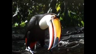 صدای آواز زیبا توکان در طبیعت