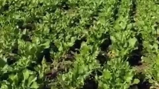 رضایت مصرف کننده از کود توتیا