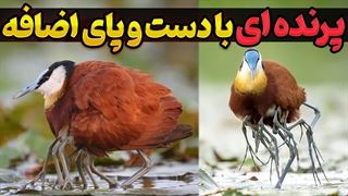 برکه نورد آفریقایی: رازهای تولید مثل عجیب، راه رفتن روی آب و رفتارهای شگفت‌انگیز