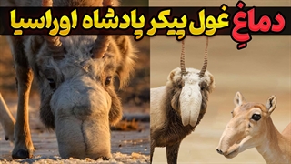 راز دماغ عجیب سایگا چیست؟ | آشنایی با حیوان نادر و شگفت‌انگیز استپ‌های اوراسیا