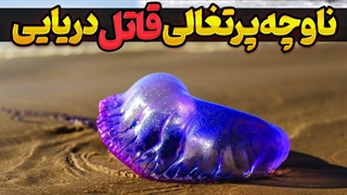 خطرناک‌ترین موجود دریایی: ناوچه پرتغالی و رازهای مرگبارش!