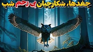 چند حقیقت جالب درباره جغد ها و دنیای شگفت انگیز آن ها
